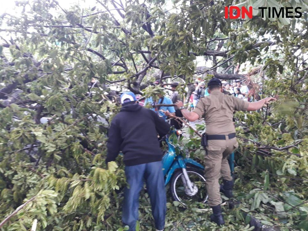 Kronologi Tumbangnya Pohon Besar yang Tewaskan Pengendara di Denpasar