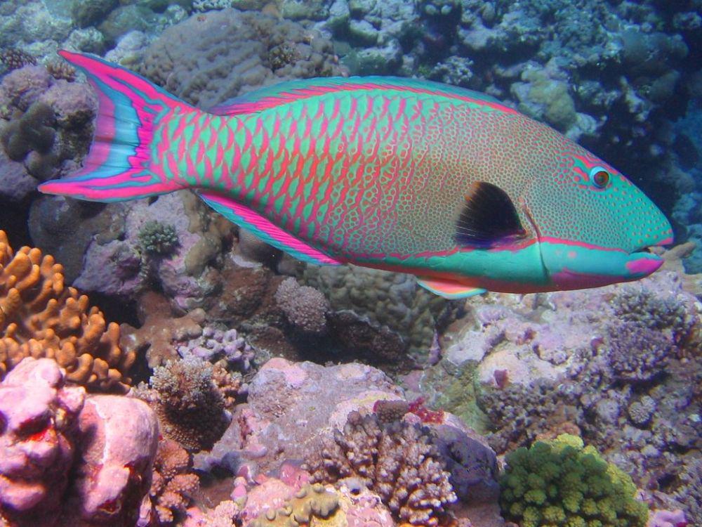 Mengenal Ikan Kakatua Penghasil Pasir Putih di Laut, Jangan Diburu!
