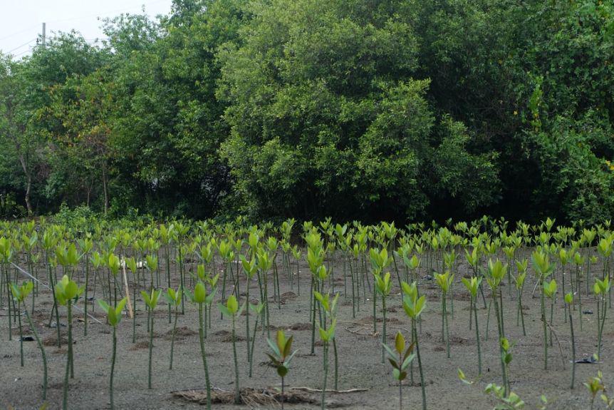 Sadar Penting, Earth Hour Surabaya Mengajak Tanam Mangrove di Pesisir
