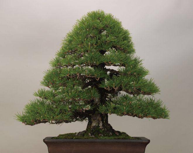 bonsai-art-museum.jp