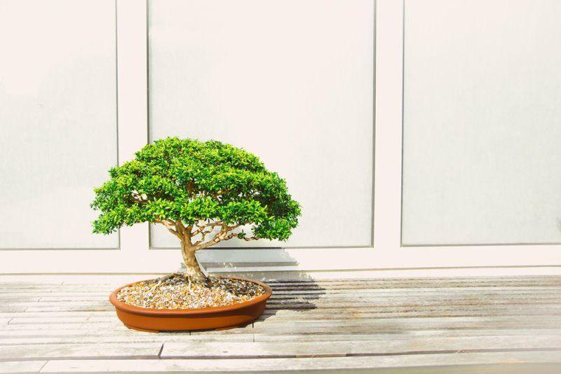 7 Gaya Pohon Bonsai Paling Unik, Kamu Pernah Melihatnya?