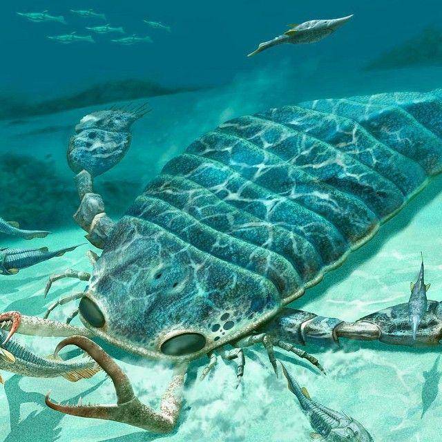 instagram.com/explore/tags/jaekelopterus
