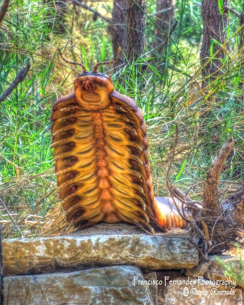 instagram.com/explore/tags/arthropleura