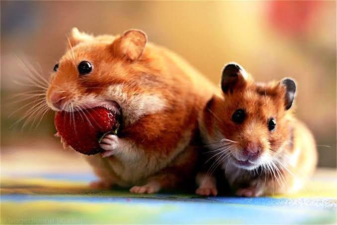 4 Jenis Hamster Paling Umum yang Perlu Kamu Tahu Sebelum Pelihara