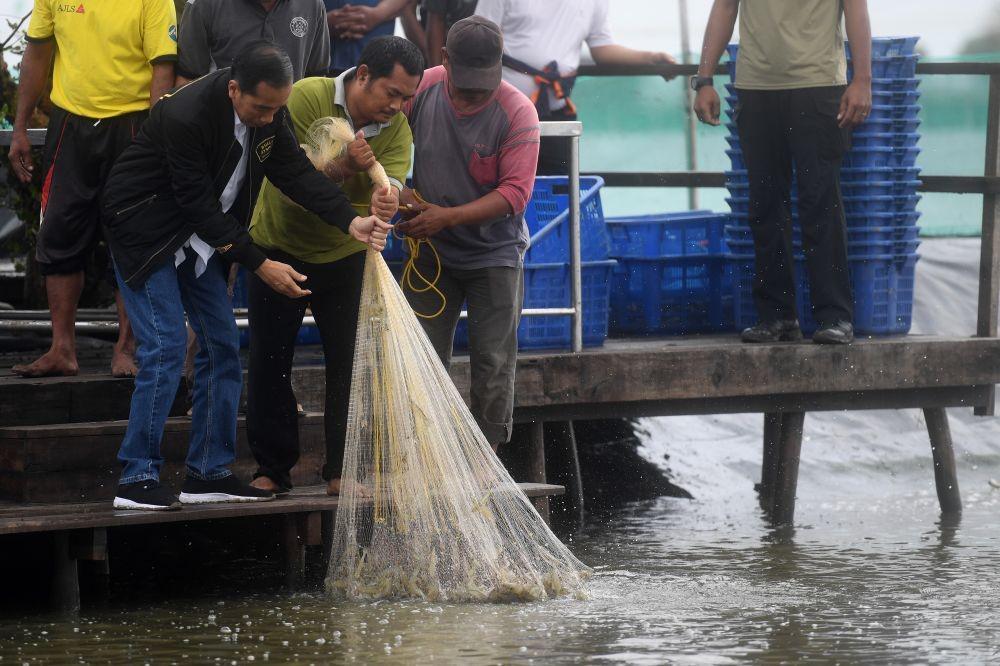Lagi Panen Udang, Tangan Jokowi Dipatil hingga Berdarah