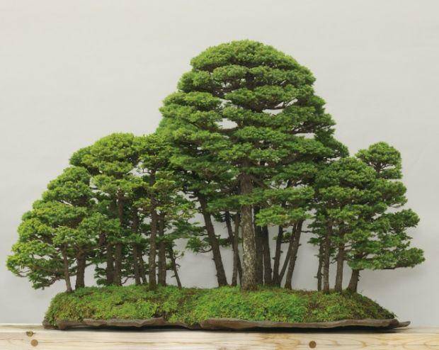 bonsai-art-museum.jp