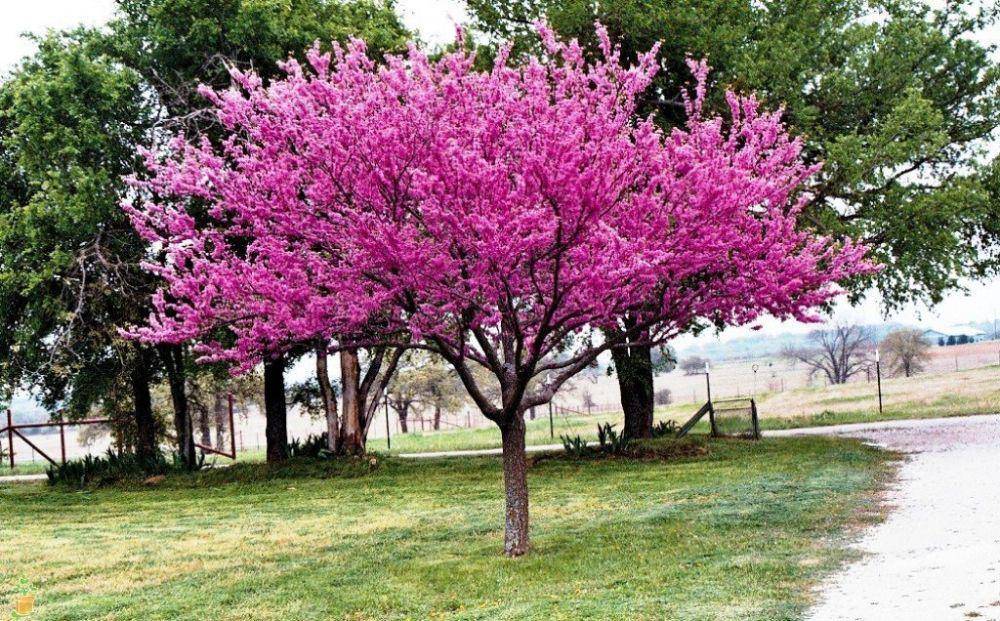 Plantingtree.com