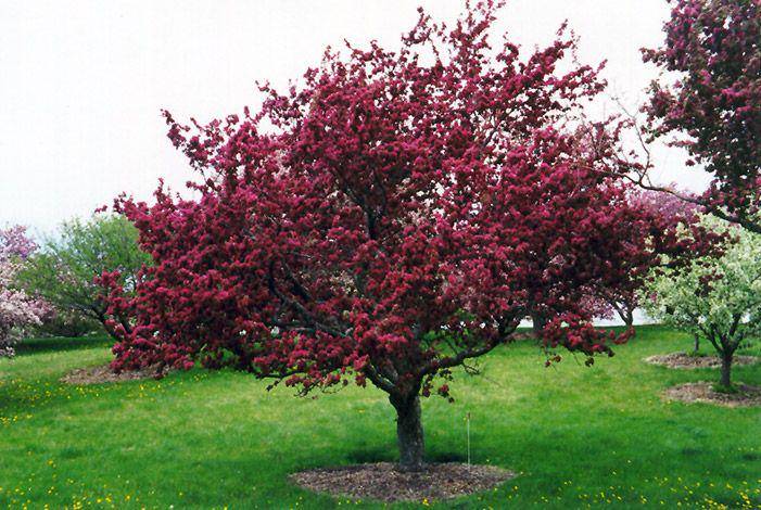 Plants.connon.ca