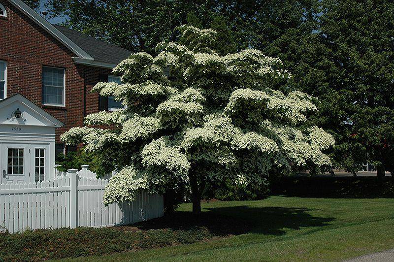 Plants.connon.ca