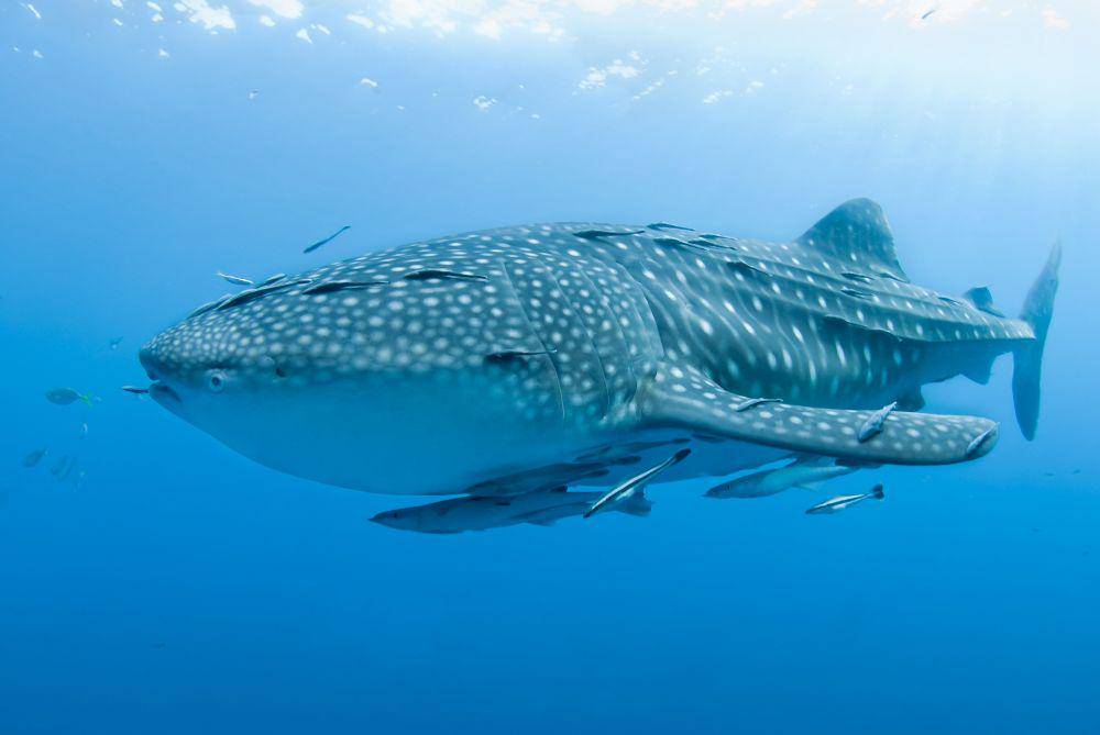 Conservation International Indonesia via mongabay.co.id