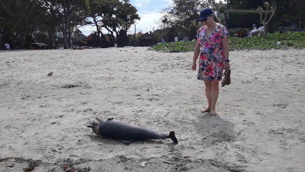 Miris, Lumba-lumba Ditemukan Mati Terdampar di Pantai Kuta