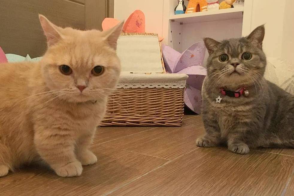 Kucing munchkin (Instagram.com/little_milo_munchkin)