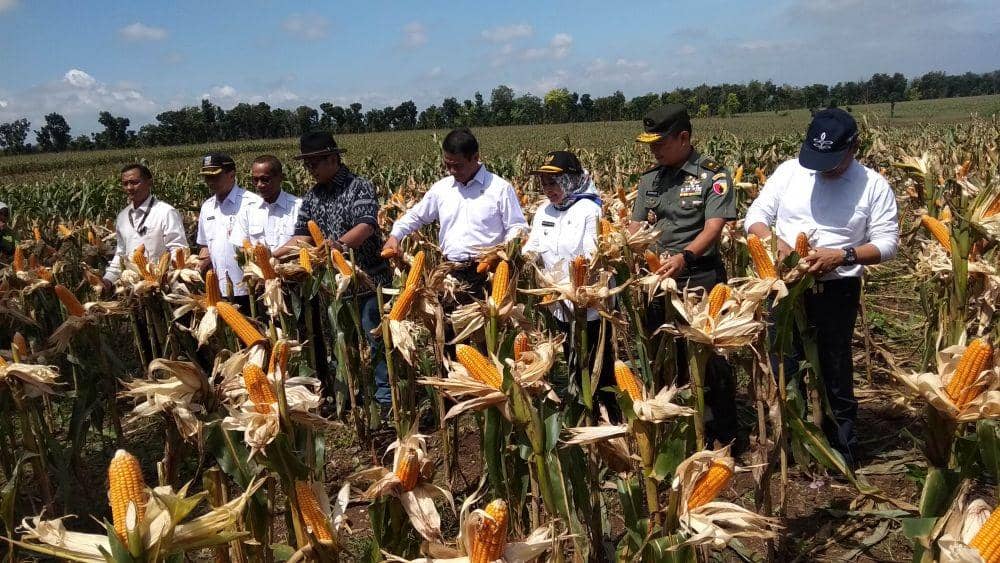 Tanam Jagung di Pematang Sawah, Mentan Puji Petani Jagung Lamongan