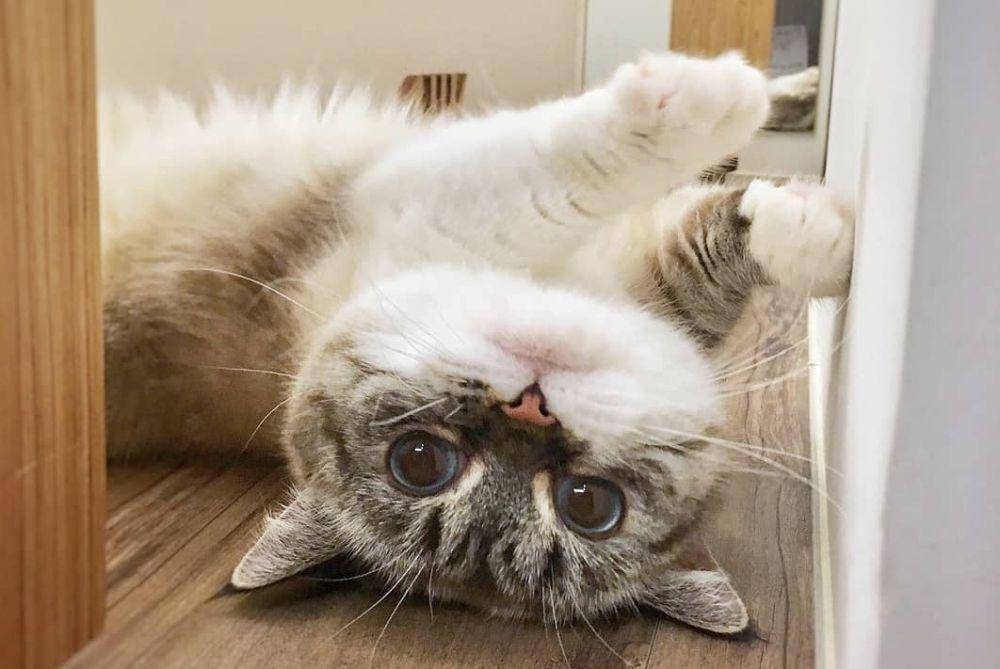 Kucing munchkin (Instagram.com/littlemunchiepooky)