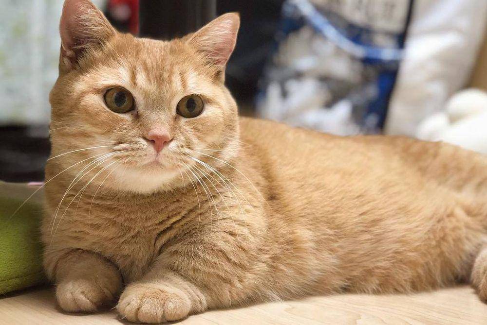 Kucing munchkin (Instagram.com/purin_nyan)