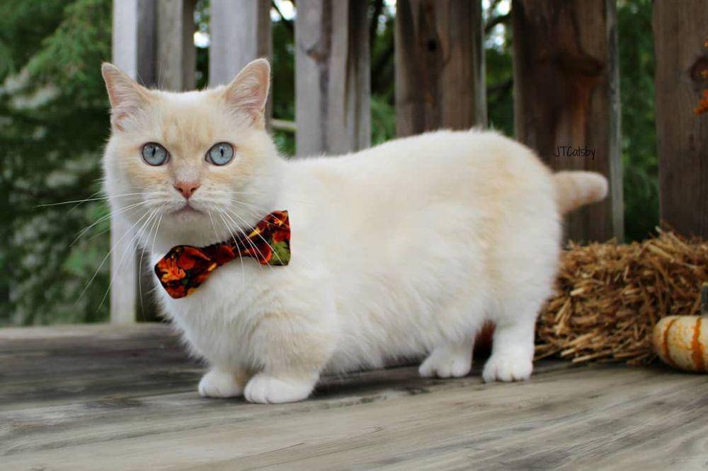 Kucing munchkin (Instagram.com/otisandjr)