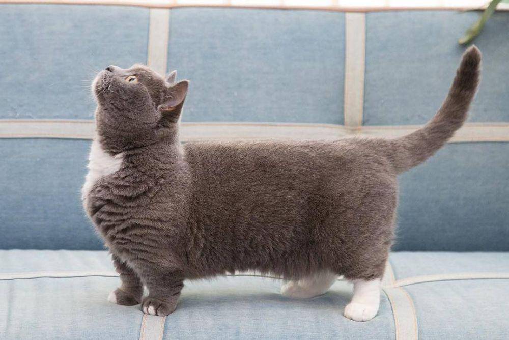 Kucing munchkin (Instagram.com/omame_munchkin)