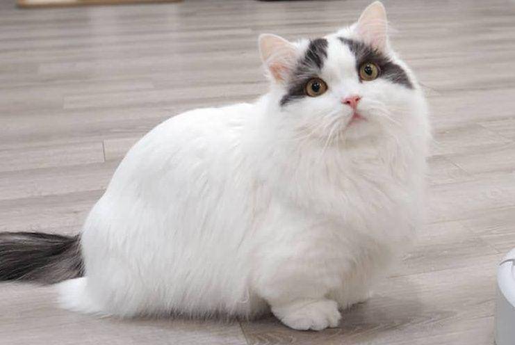 Kucing munchkin (Instagram.com/goboogi.munchkin)