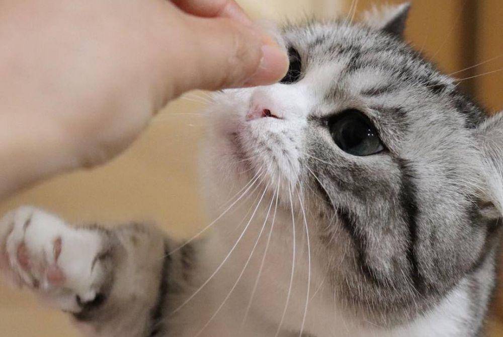 Kucing munchkin (Instagram.com/mugimeshi323)