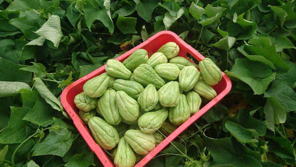 freshveggieltd.com
