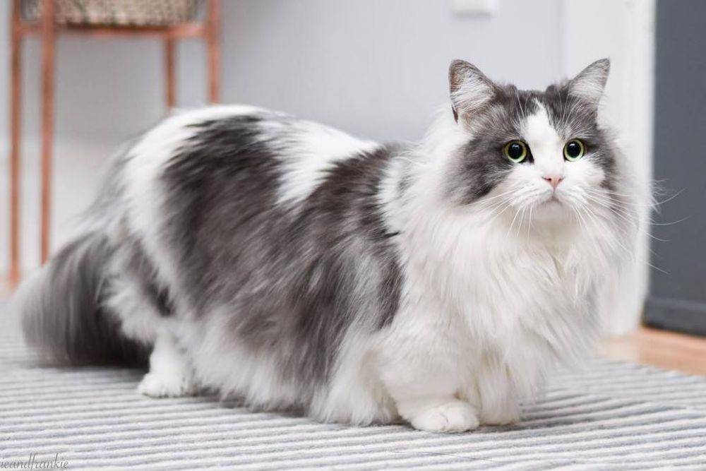 Kucing munchkin (Instagram.com/katieandfrankie)