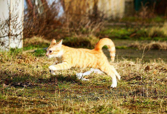 Pixabay.com/rihaij