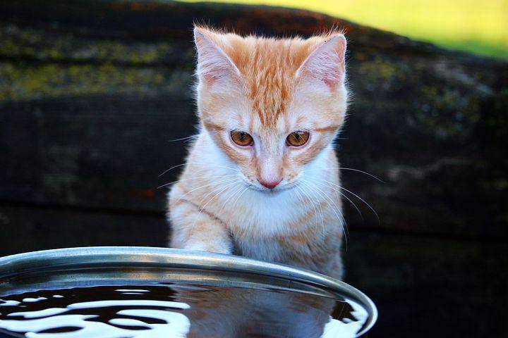 Pixabay.com/rihaij