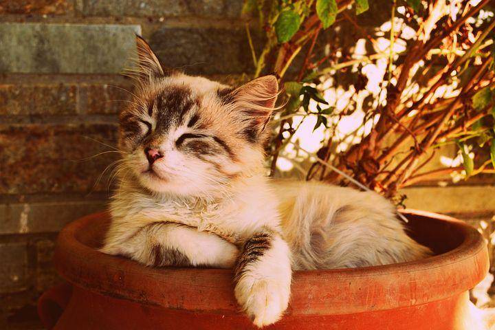 Pixabay.com/DanaTentis