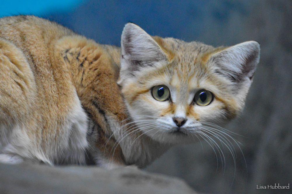 10 Fakta Menarik Sand Cat, Si Kucing Pasir yang Imut Tapi Tangguh