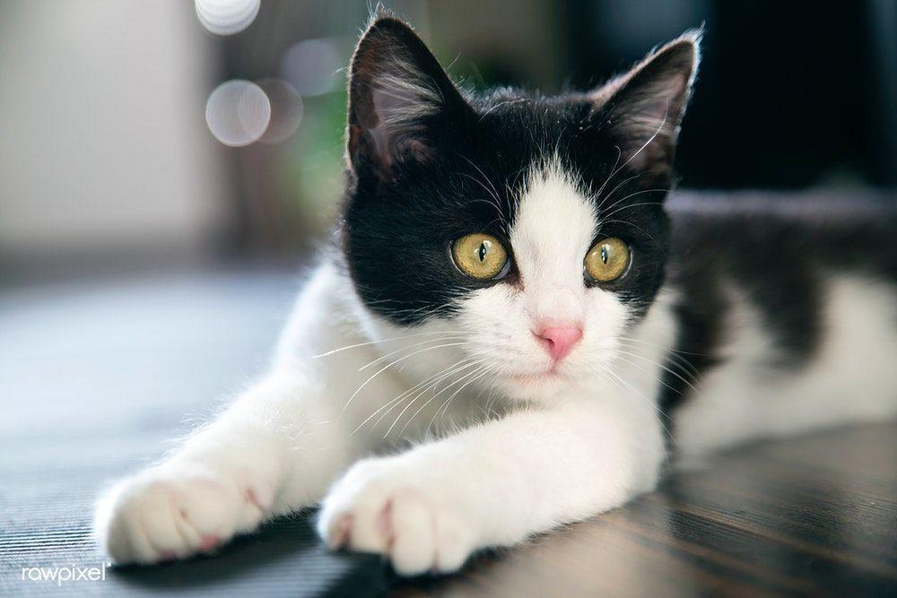 Turunkan Tekanan Darah Manusia, Ini Dia 8 Fakta Unik Tentang Kucing
