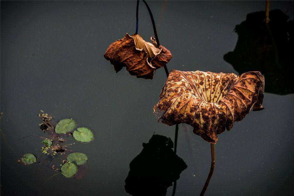 pixabay.com