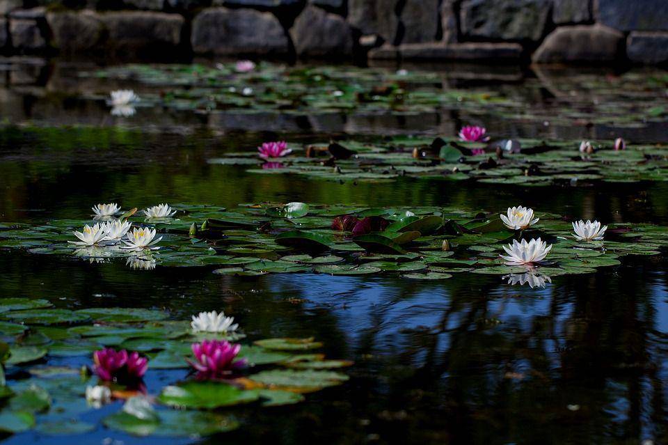 pixabay.com