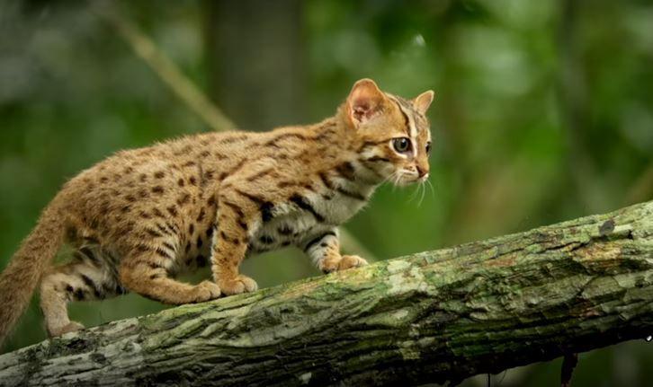 7 Fakta Unik Rusty-Spotted Cat, Ras Kucing Terkecil di Asia