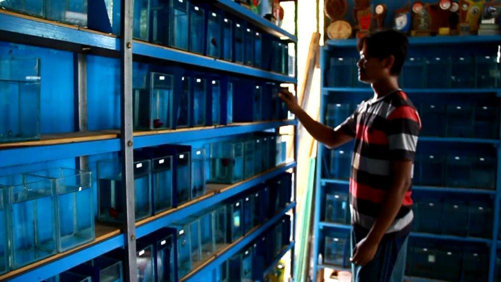 Wabah DBD Meningkat, Pebisnis Ikan Cupang di Cirebon Laris Manis
