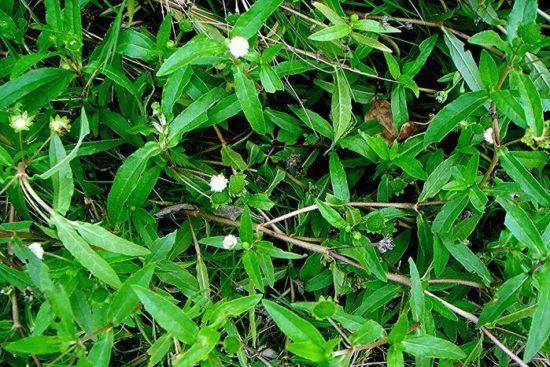 Daftartanamanobat.web.id