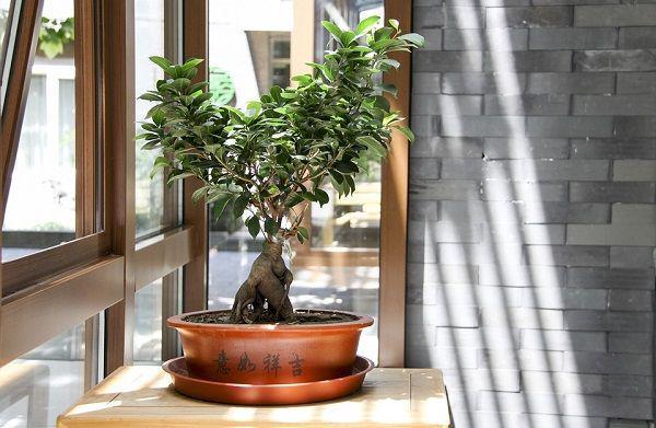 Estetis nan Menggemaskan, Ini 5 Tanaman Bonsai Terbaik untuk Pemula!