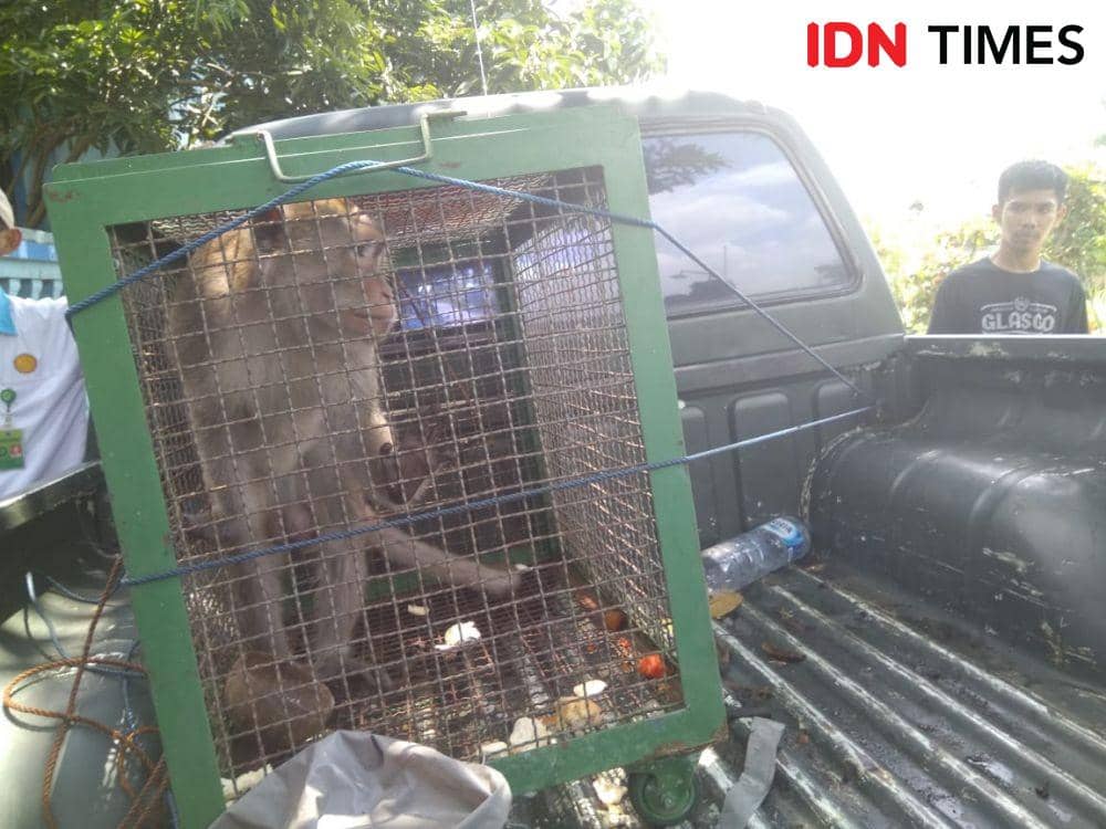 BKSDA Madiun Amankan Monyet yang Gigit dan Cakar Pemiliknya