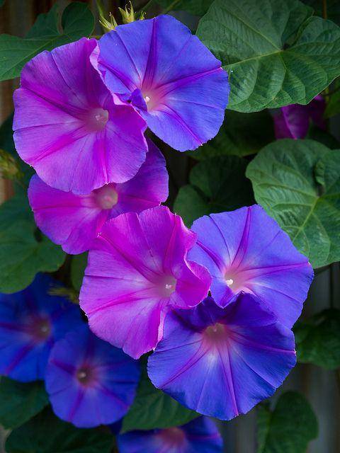 flickr.com
