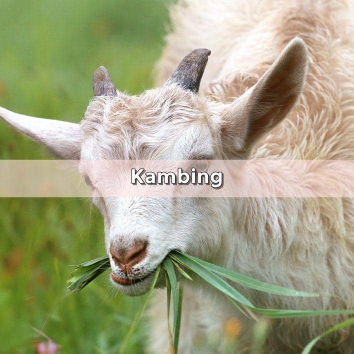 Viral Anak Kambing Bermata Satu Lahir di Lombok Tengah