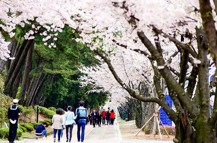 8 Festival Musim Semi Korea Selatan 2019 yang Paling Ditunggu