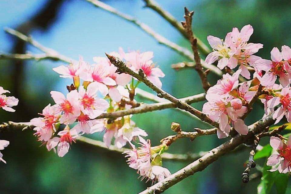 instagram.com/krcibodas_lipi