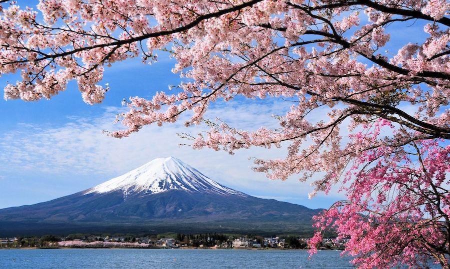 10 Fakta Menarik Tentang Hanami, Festival Bunga Sakura di Jepang