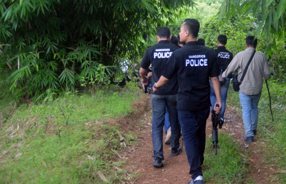 Polisi Antisipasi Keberadaan Ladang Ganja di Kawasan Hutan Karawang