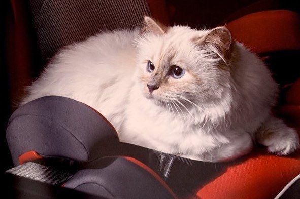 10 Potret Mewah Choupette, Kucing Kesayangan Mendiang Karl Lagerfeld