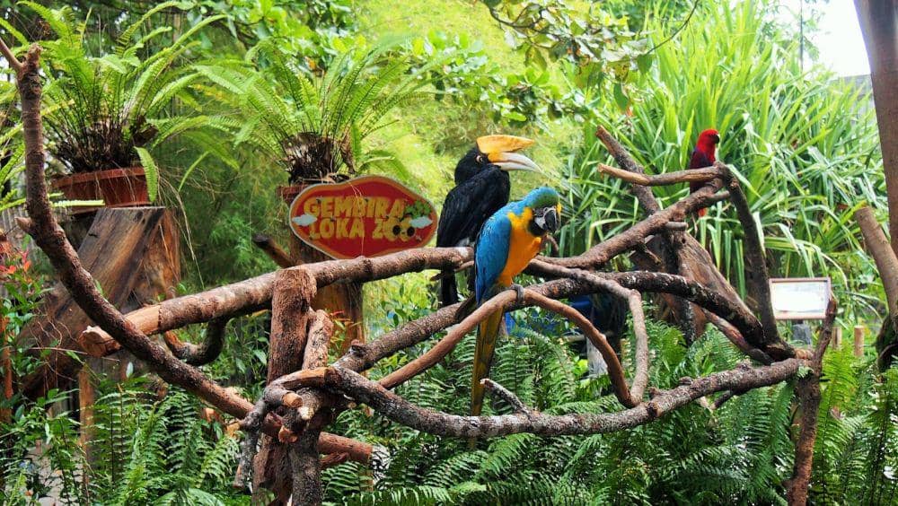 Asyik, Gembira Loka Berikan Tiket Gratis Pengunjung Bernama Agus