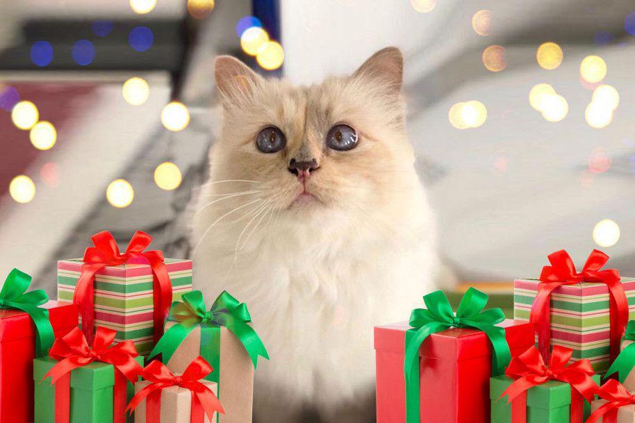 Potret Mewah Choupette, Kucing Kesayangan Mendiang Karl Lagerfeld
