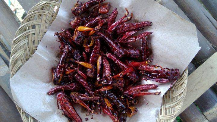 Walang Goreng (Belalang Goreng) oleh-oleh khas Yogyakarta