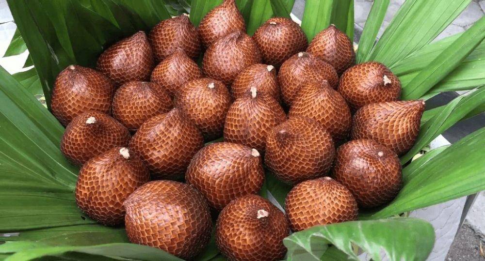 Salak Pondoh oleh-oleh khas Yogyakarta