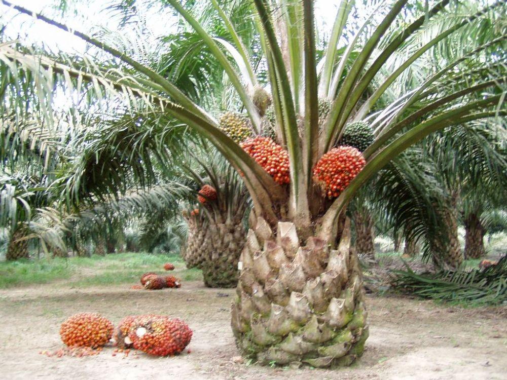 Perlu Tahu, 6 Produk Turunan Kelapa Sawit yang Kita Pakai Tiap Hari