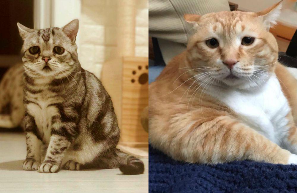 Bikin Meleleh, 9 Selebgram Kucing ini Punya Wajah yang Selalu Sedih